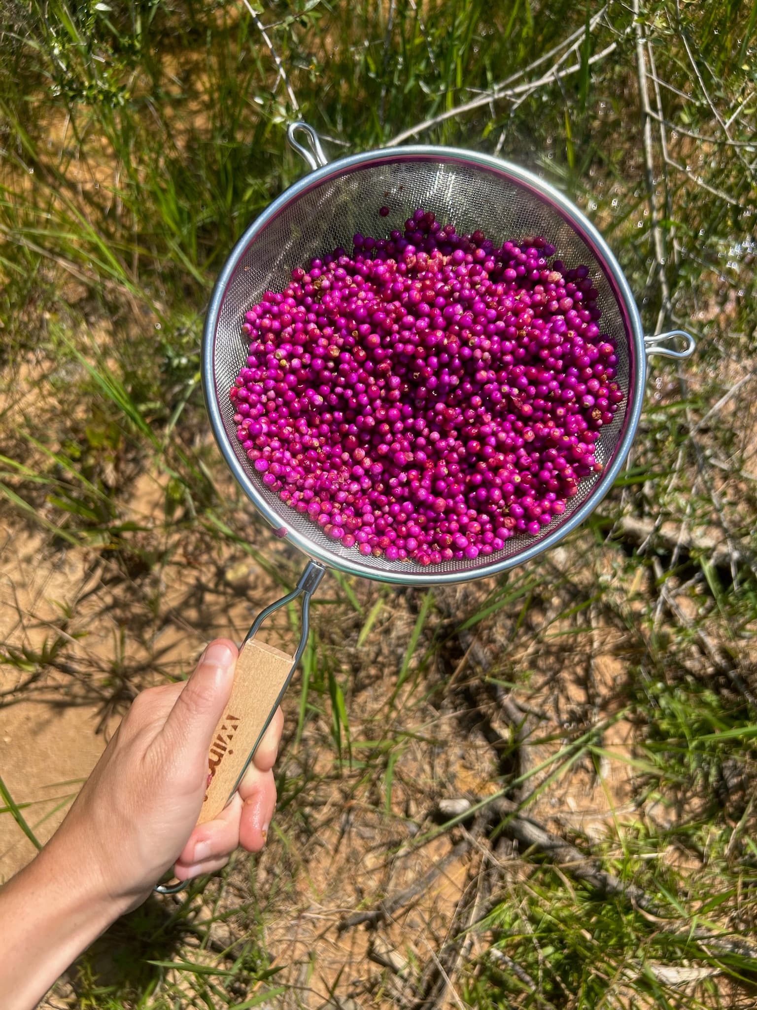 Deep-toned native berries in hand at River Woods Ranch