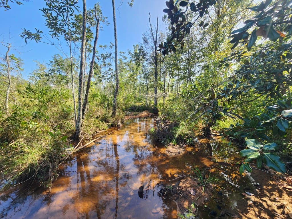 A tannic creek reflecting the swamp at River Woods Ranch
