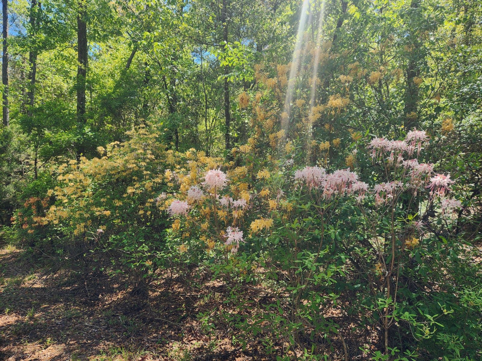A flower-lined path at River Woods Ranch