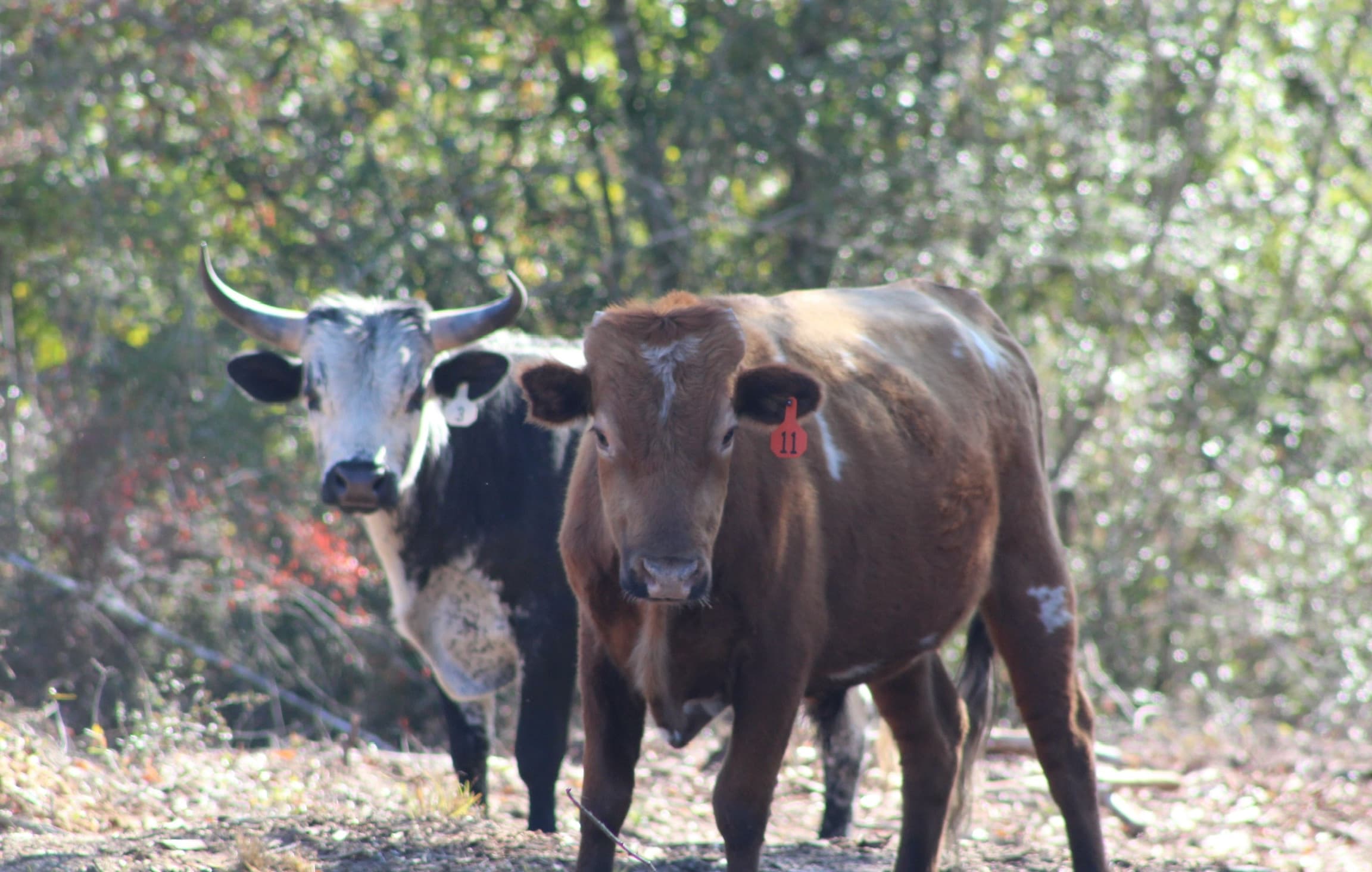 Cattle facing the camera across open pasture at River Woods Ranch