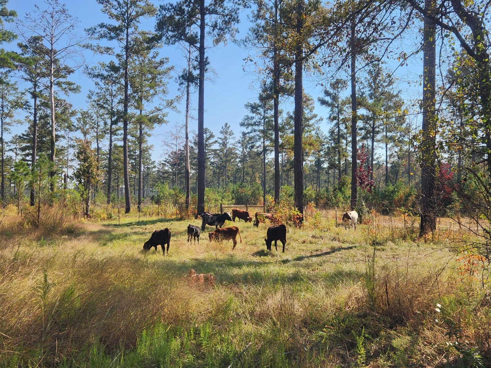 Cattle grazing across open pasture at River Woods Ranch