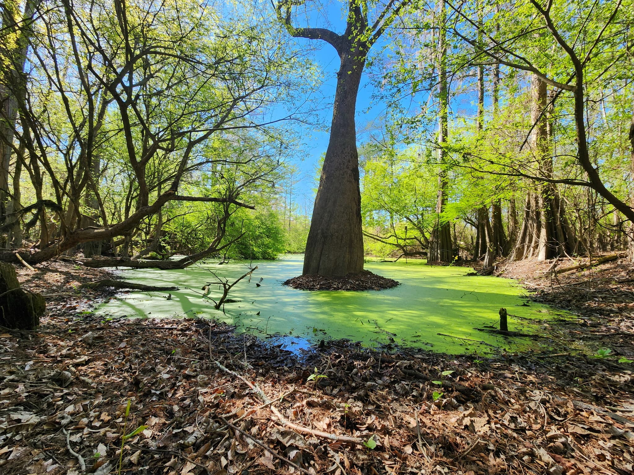 Open sky over the cypress swamp at River Woods Ranch