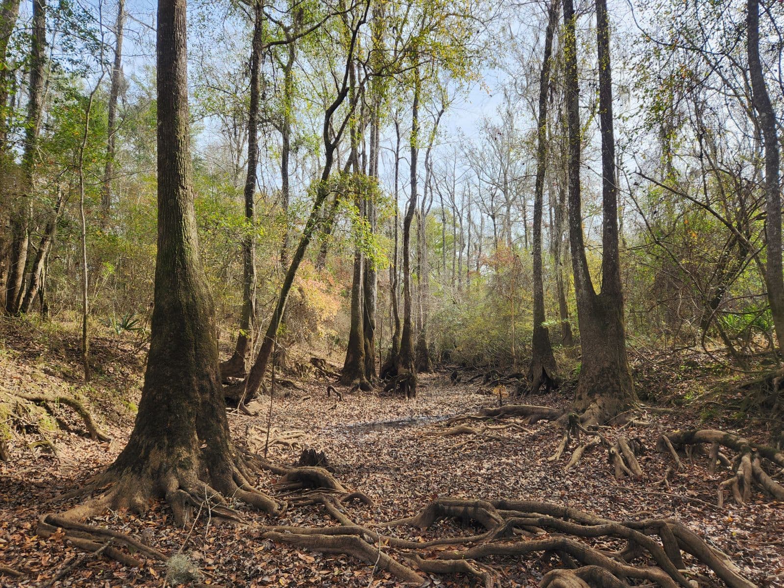 Cypress forest floor in winter at River Woods Ranch
