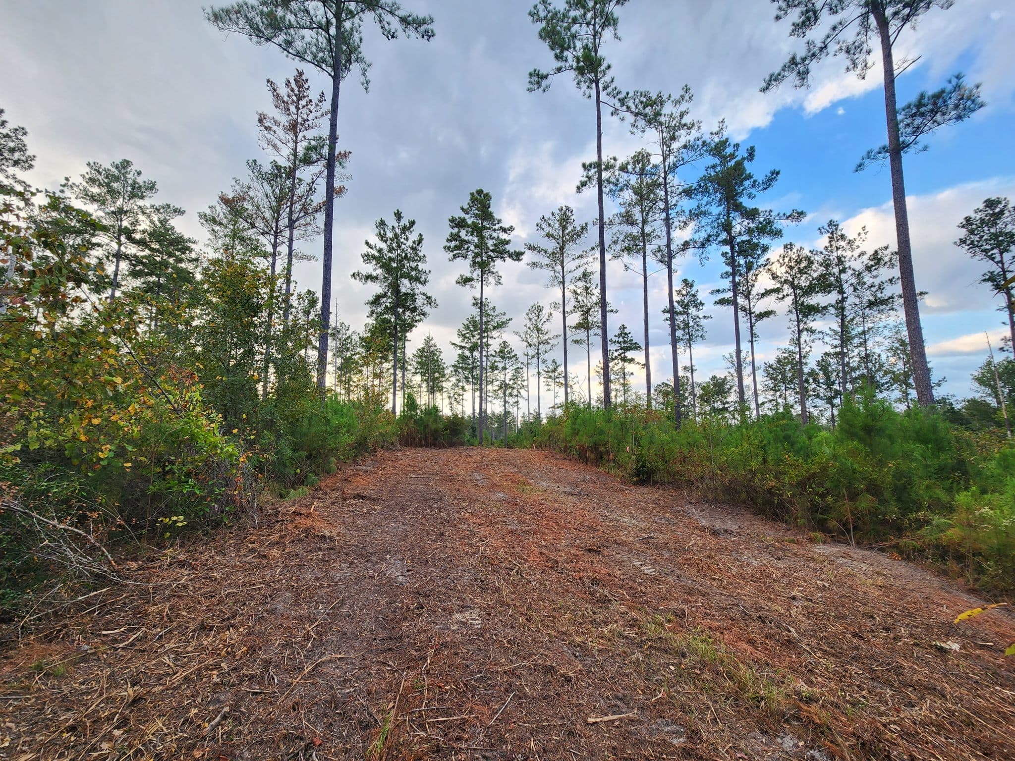 A dirt road running through pine forest at River Woods Ranch