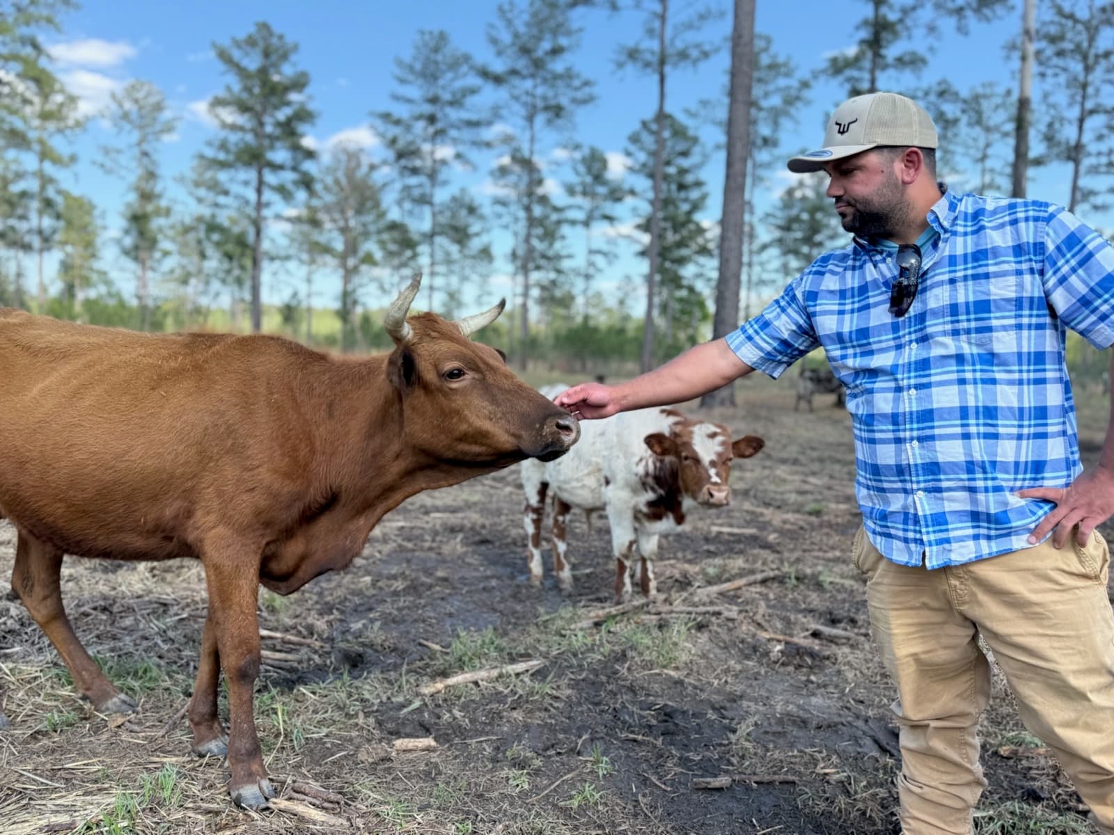 Chris petting one of the ranch's Florida Cracker cattle