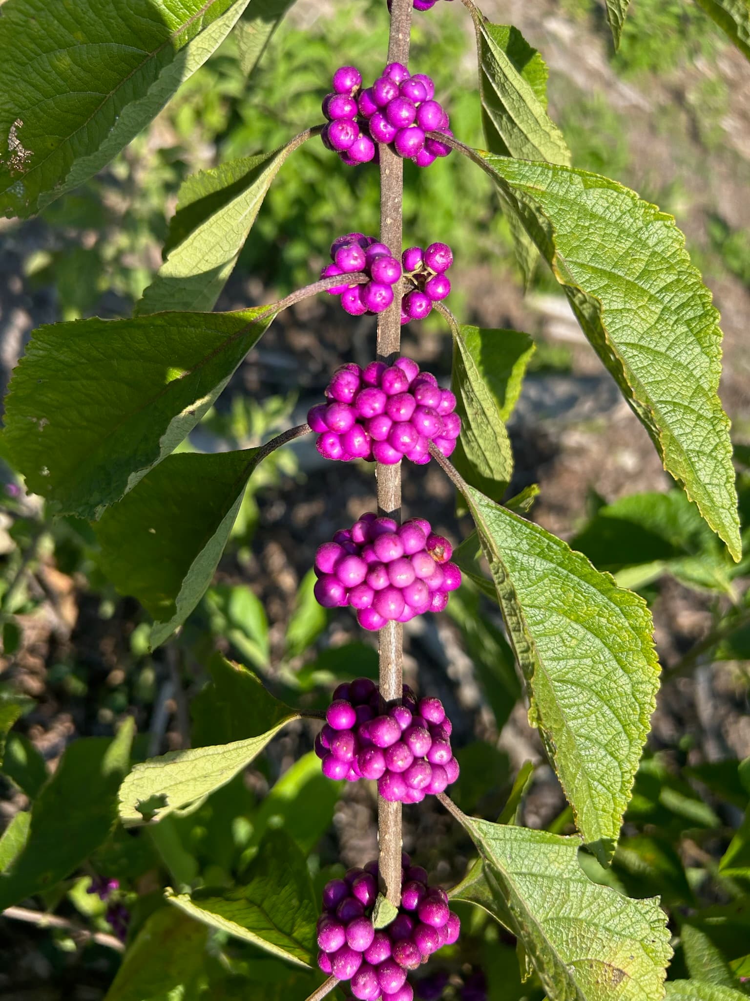 Beautyberries growing on the ranch