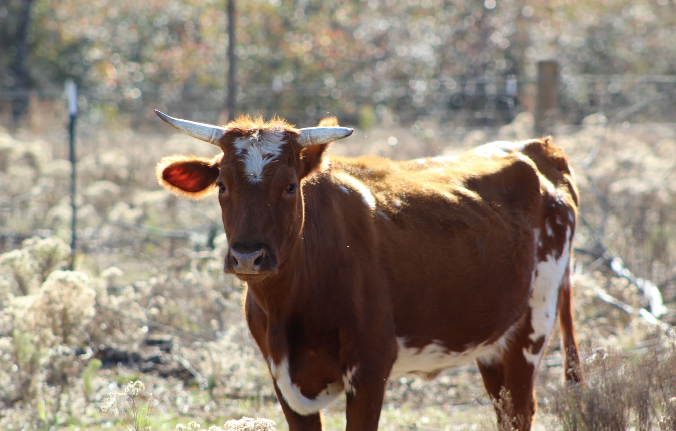 A Florida Cracker cow in the pasture