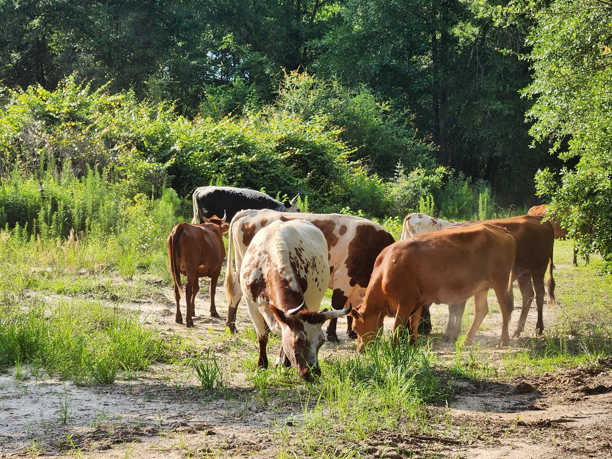 A herd of cattle grazing in the pasture