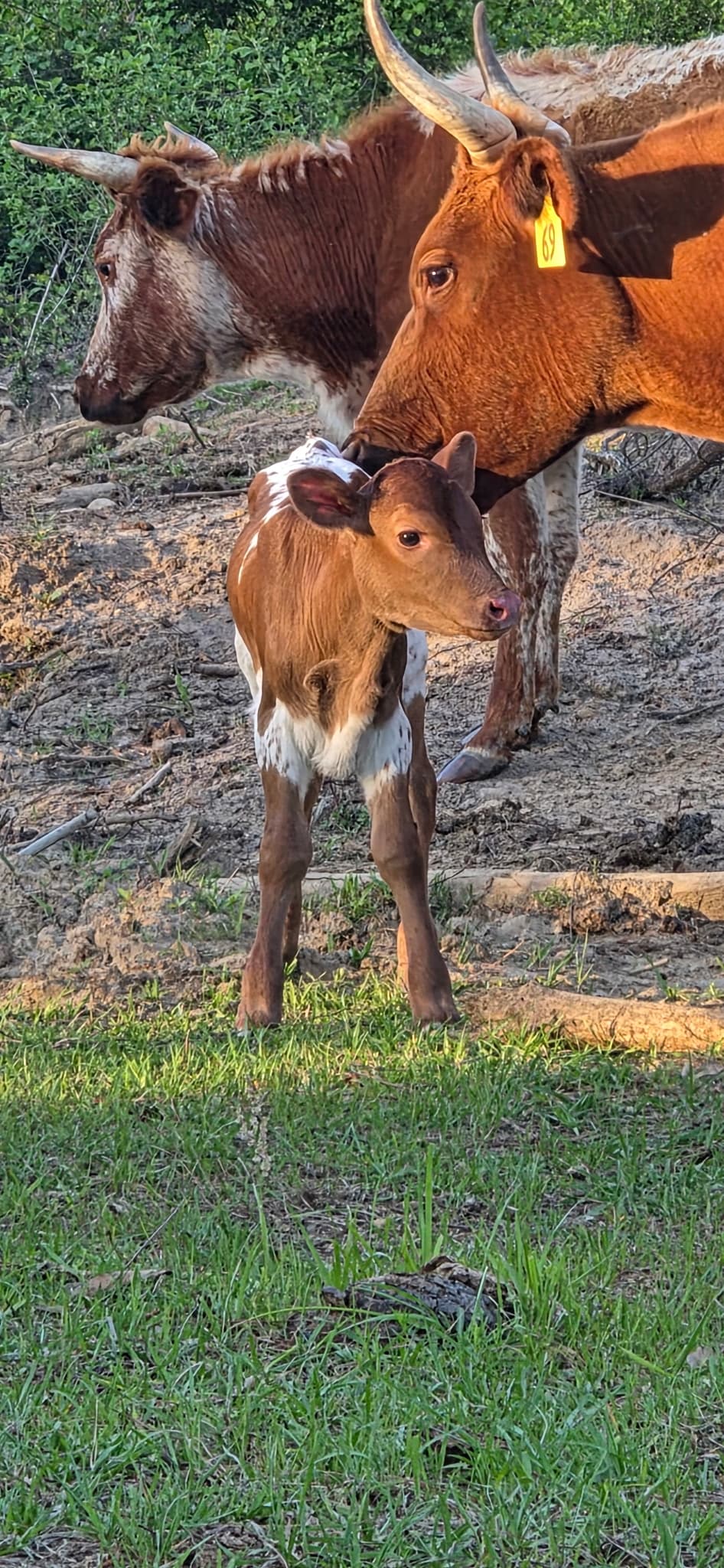 A cow and calf in the pasture at River Woods Ranch
