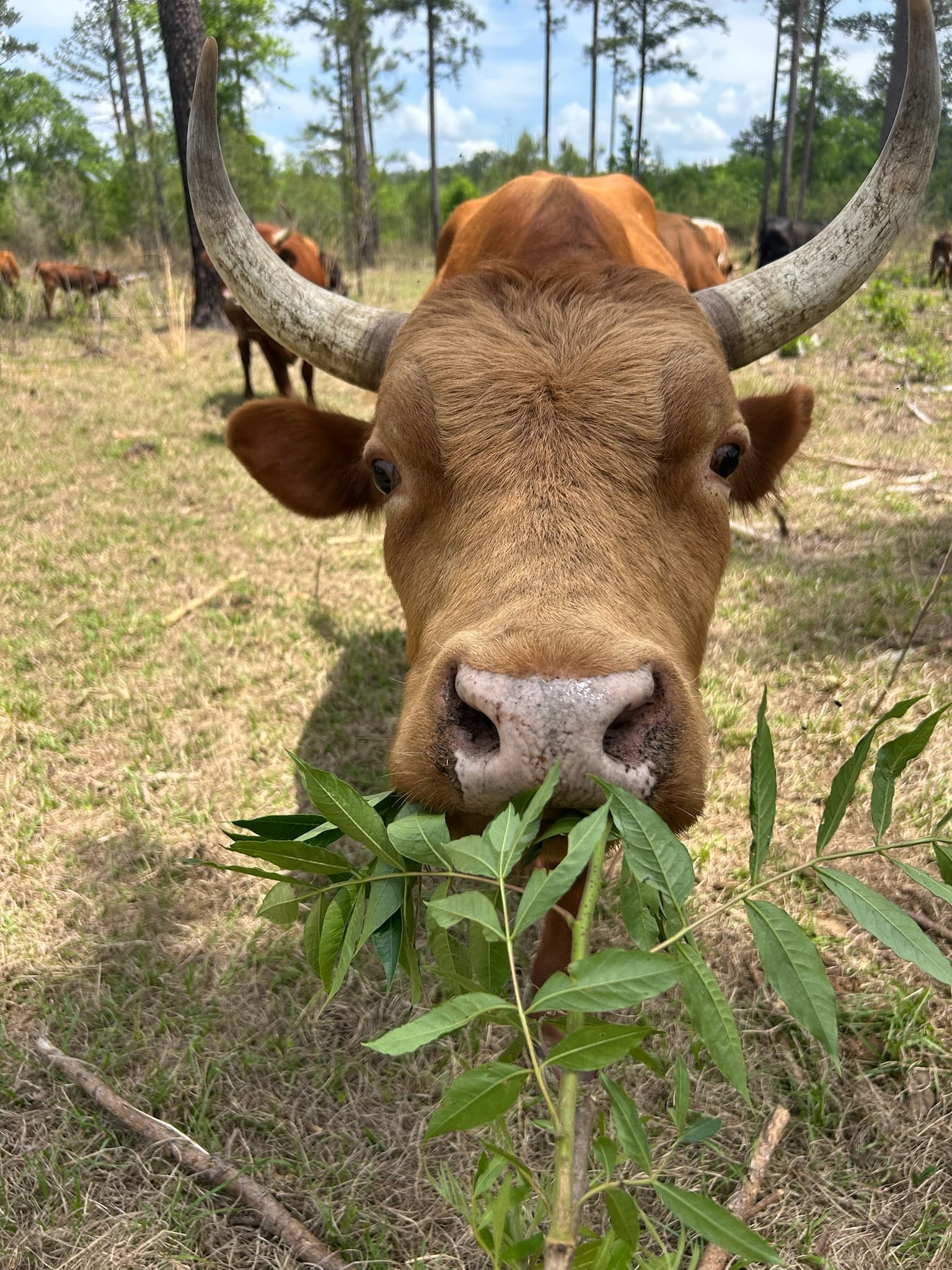 A horned Florida Cracker cow grazing on native greenery