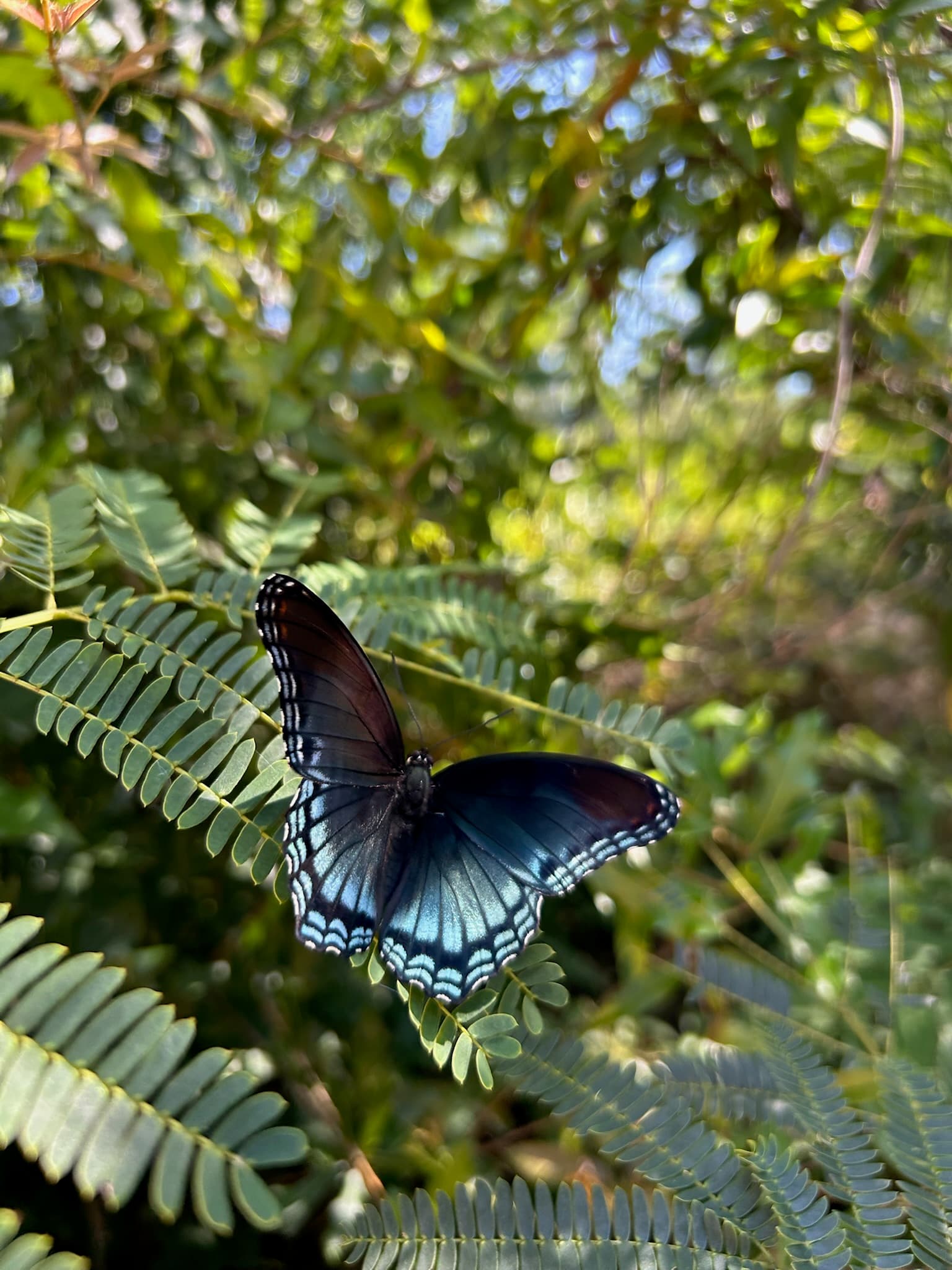 A swallowtail butterfly among the foliage at River Woods Ranch